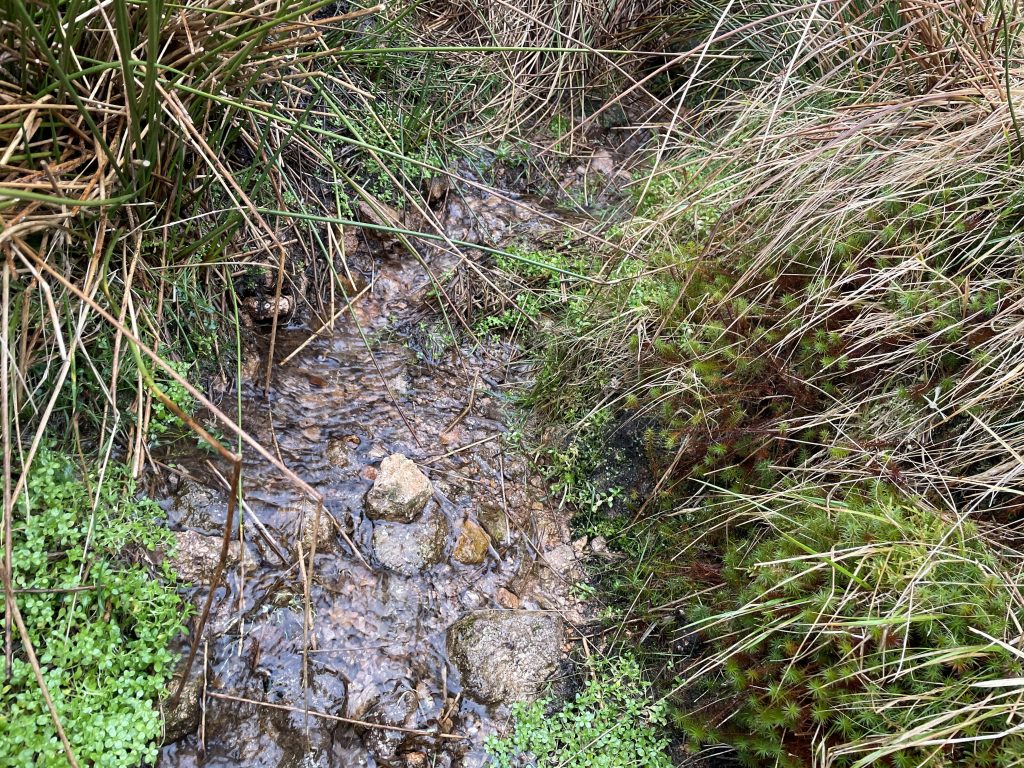 Carlcroft Burn Radioactive Spring