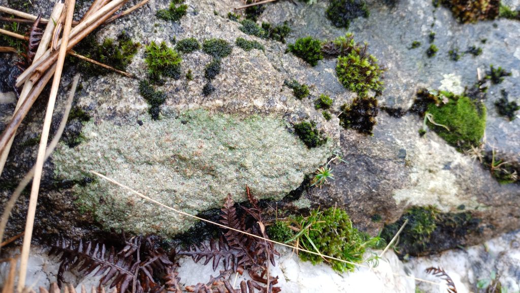Uranium-bearing mineral vein, north bank of Grainsgill Beck